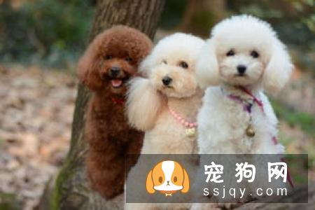 狗狗总是甩耳朵是怎么回事？