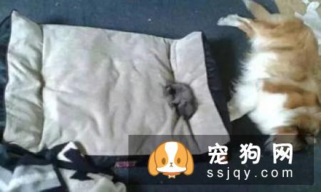 汪星人的胡须，你知道有何用处吗？