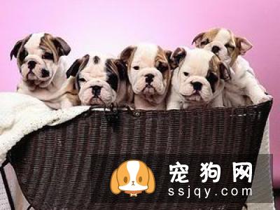 金毛幼犬可以吃火腿肠吗  金毛幼犬吃什么好
