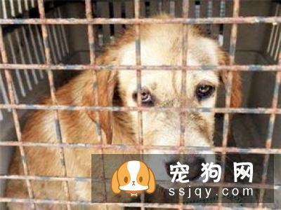 每一次把它关进笼子里，它总是撕心裂肺的嚎叫