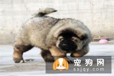 训练阿拉斯加幼犬的方法是什么？