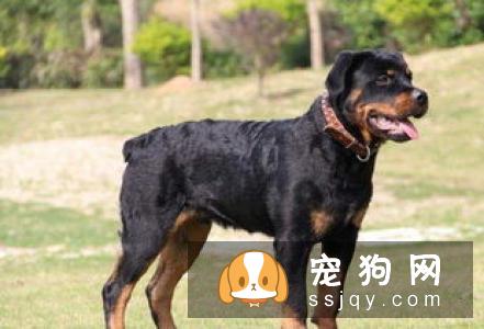 【狗狗断尾】罗威纳犬怎么断尾？