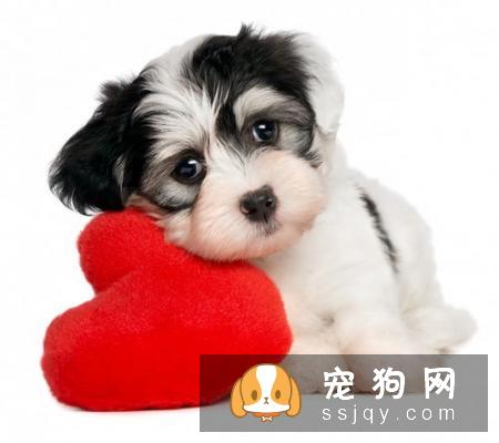 荷兰毛狮犬好养吗?荷兰毛狮犬图片|价格|训练