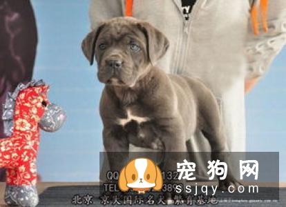 意大利护卫犬价格及图片大全