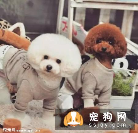 狗狗保健知识9问答，很少有主人注意到但很重要的干货