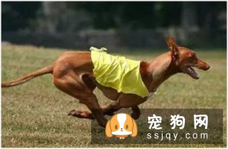 法老王猎犬-已存在至少5000年古老犬种