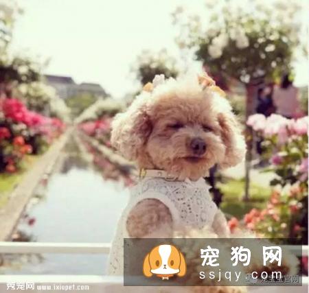 狗狗保健知识9问答，很少有主人注意到但很重要的干货