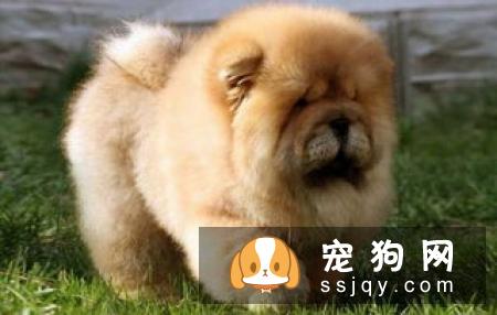 怎么能挑选出一只健康的松狮幼犬呢？