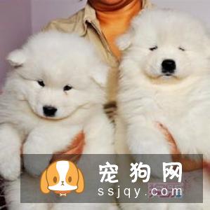 【格力犬】格力犬市场价及饲养方法_图片|价格|训练