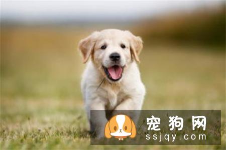 金毛多少天可以洗澡 金毛洗澡要注意什么