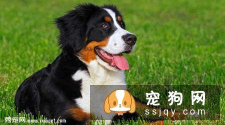 【伯恩山犬】伯恩山犬的性格特征及喂养方式