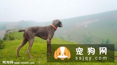 魏玛犬多少钱,好养吗?魏玛犬图片|价格|训练