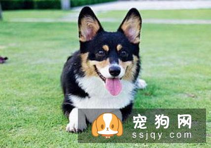 巴仙吉犬好养吗_智商高不高_巴仙吉犬多少钱一只