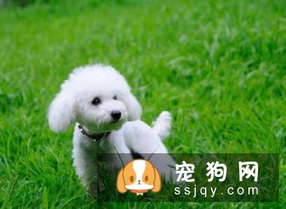 贵宾犬好养吗?贵宾犬饲养方法_贵宾犬怎样训练