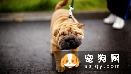 【狗狗体味大怎么办】沙皮狗发臭正常吗？