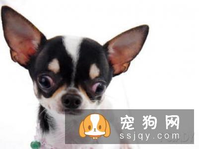 蝴蝶犬多少钱_好养吗?蝴蝶犬训练方法_训练