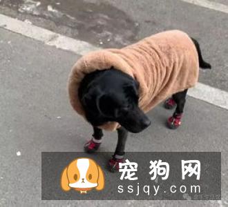 正确带狗狗遛弯的技巧