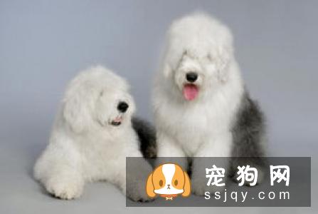 大型印加无毛犬和小型印加无毛犬的区别