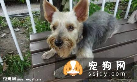 如果你不想让狗狗得“皮肤病”受罪，最好打开这篇文章！