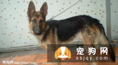 狼犬的外形特征介绍_狼犬种类及智商