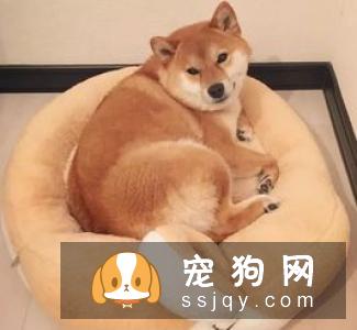 柴犬吃什么肉好 可以吃的肉类有很多
