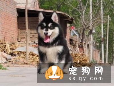 【幼犬挑选方法】阿拉斯加雪橇犬幼崽价格如何？