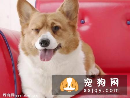 汪星人的胡须，你知道有何用处吗？