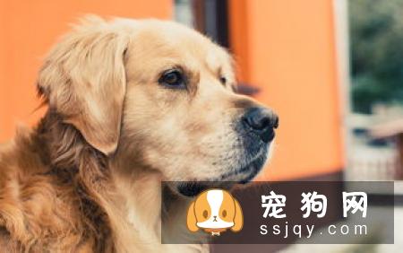 金毛多少天可以洗澡 金毛洗澡要注意什么