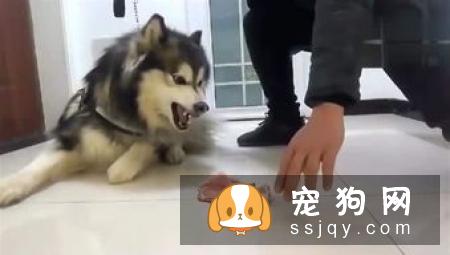 【狗狗训练 】狗狗咬人手的坏习惯