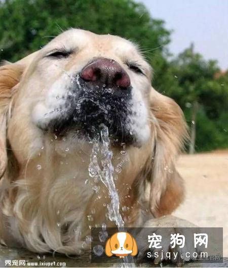 狗狗保健知识9问答，很少有主人注意到但很重要的干货