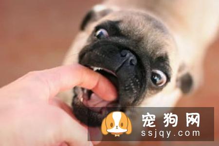 通知！！这几种狗狗尽量让孩子远离！