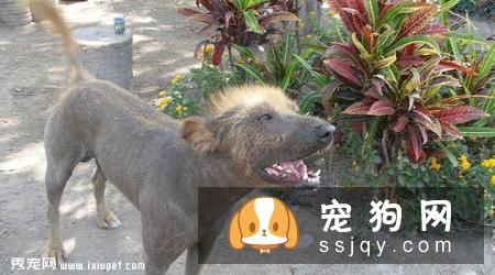 大型印加无毛犬和小型印加无毛犬的区别