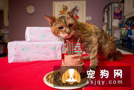 宠物的健康从健康饮食开始