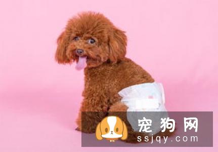 养狗须知|狗狗“例假”什么时候来、多长时间来一次