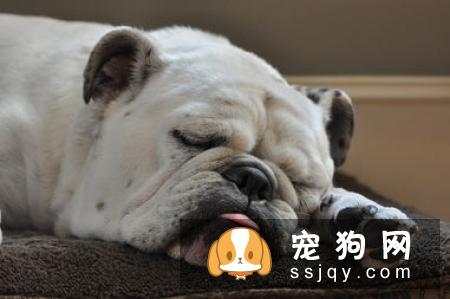 狗狗拉肚子别不当回事，有可能是感染细小病毒了