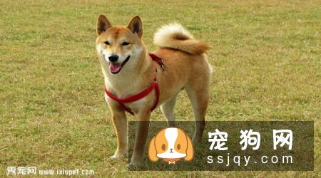 柴犬多少钱一只，好养吗？