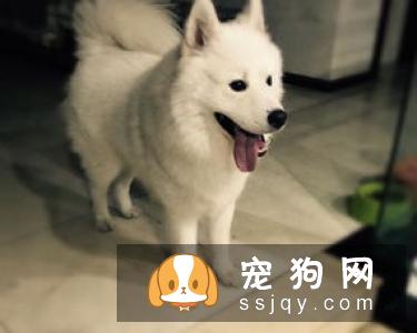 狗狗洗澡学问，铲屎官都应该知道！