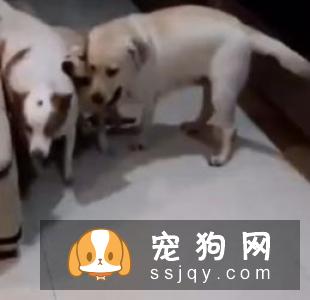 正确带狗狗遛弯的技巧