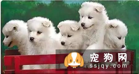 【狗狗皮肤病治疗方法】腊肠犬患上皮肤病怎么办？