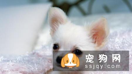 为什么有些狗狗的眼睛会变混浊？