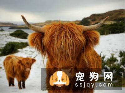 荷兰毛狮犬好养吗?荷兰毛狮犬图片|价格|训练