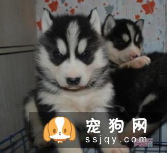 怎么照顾刚买到的幼犬？