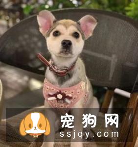 想让哈士奇的毛色更漂亮？