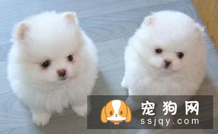 松狮幼犬购买时要注意的陷阱和骗局