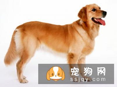 【伯恩山犬】伯恩山犬的性格特征及喂养方式