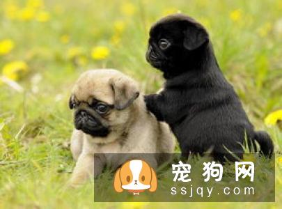 中国沙皮犬好养吗?中国沙皮犬的智商_性格_多少钱|价格