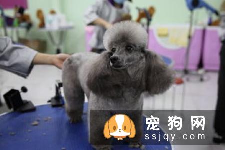 哪些非宠物美容技能会帮助提高宠物美容技能？