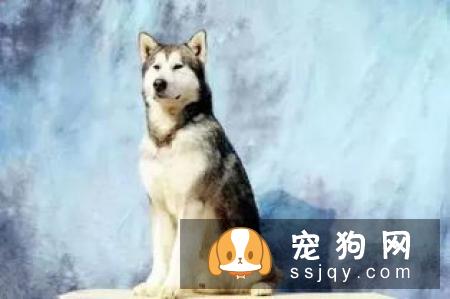 怎样区分爱斯基摩犬和萨摩耶_爱斯基摩犬好养吗?