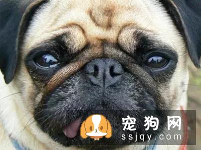 汪星人的胡须，你知道有何用处吗？