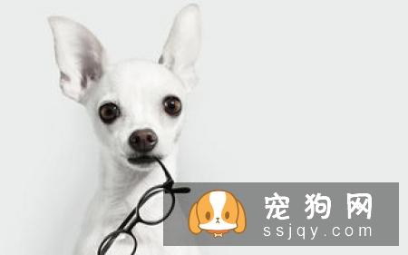【狗狗缺钙原因】牛头梗补钙的方法是什么？